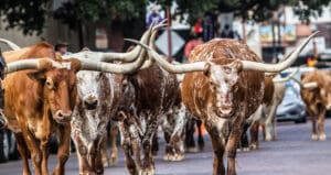 Longhorns cattle in Fort Worth Texas